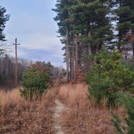 Path from the sandy, upland area; photo by land steward Jackie