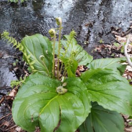 Skunk cabbage along the stream, photo by land steward Jackie