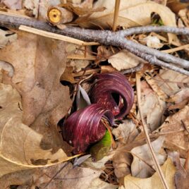 Skunk cabbage flower by land steward, Jackie Lavoie.