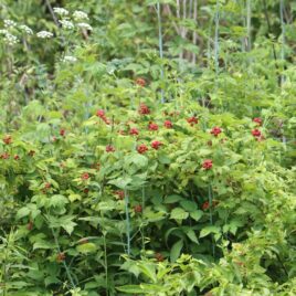 A black raspberry bush