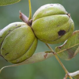 The four-sectioned green husk will soon split open, revealing the nut inside.