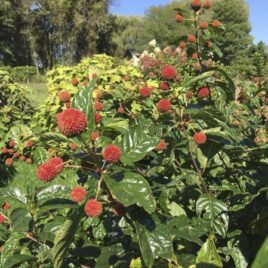 Although the leaves will fall off in autumn, the nutlets with remain through the winter and grow darker as the season progresses. 