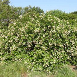 A large buttonbush shrub