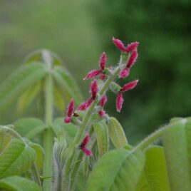 Female flowers appear as short terminal spikes at the end of branches