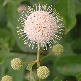 Tubular flowers grow in round clusters. The protruding pistils give the flower a spiky appearance. 