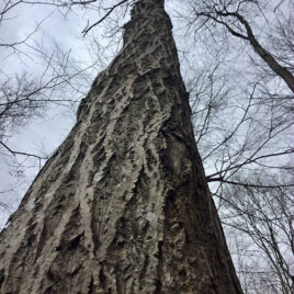Mature butternut trees have light-gray bark with dark-gray fissures between its ridges