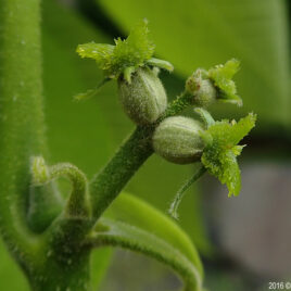 These flowers appear in short spikes at the tips of new shoots in the spring.