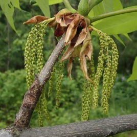 These flowers appear in drooping, catkin-like clusters at the tips of twigs, or from the base of new shoots.
