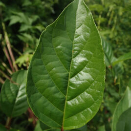 Buttonbush leaves are dark green and glossy.