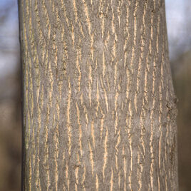 As the tree grows, the bark will begin to peel back.