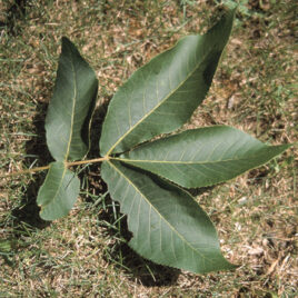 Close-up of a shagbark hickory leaf