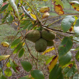 Ripe butternuts, still on the branch
