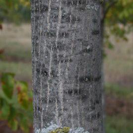 Young butternut trees have smooth bark