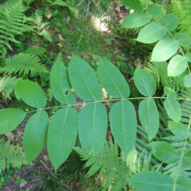 Butternut tree leaflets