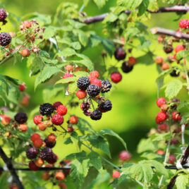 Black raspberries with varying degrees of ripeness