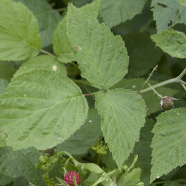 The shape of a black raspberry leaf
