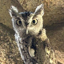 Roosevelt, Screech Owl, Mass Audubon, 7 years old
