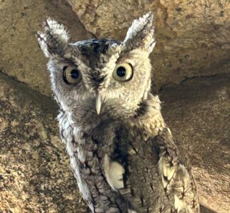 screech owl on a gloved hand