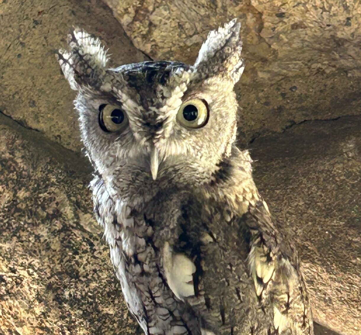 screech owl on a gloved hand