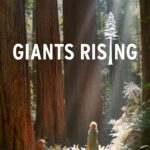 A person standing among tall redwood trees with sunlight filtering through the forest, accompanied by the text 'GIANTS RISING'.