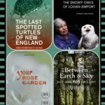 Collage of documentary film posters including 'The Last Spotted Turtles of New England', 'The Snowy Owls of Logan Airport', and 'Your Rose Garden'.