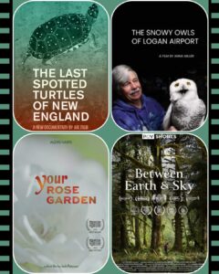 Collage of documentary film posters including 'The Last Spotted Turtles of New England', 'The Snowy Owls of Logan Airport', and 'Your Rose Garden'.