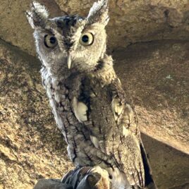 Roosevelt, Screech Owl, Mass Audubon, 7 years old
